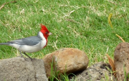 ハワイおみやげ写真の中から野鳥他