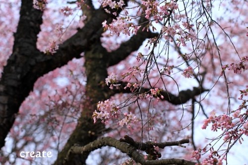 緑が丘公園にて桜を満喫