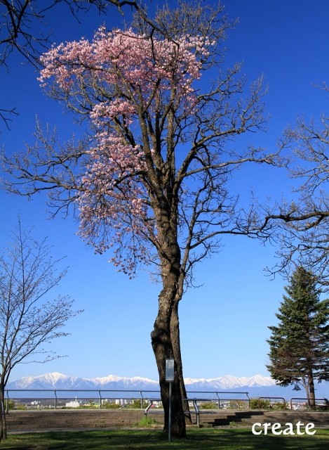 今朝の鈴蘭公園の桜