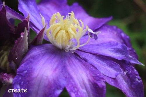 雨にぬれた庭の花たち