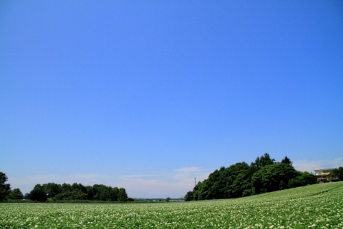 漸く見れた青空とジャガイモの花＆畑