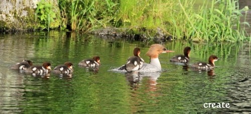 初めて写したカワアイサの親子