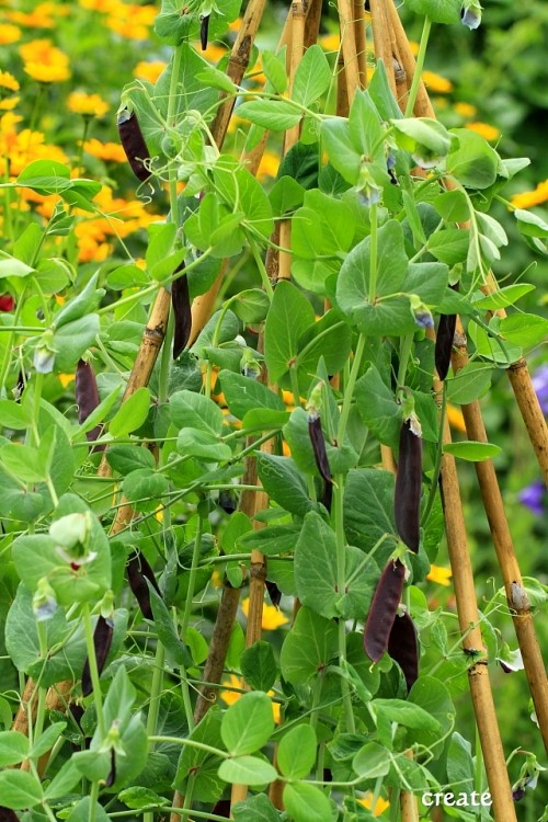 ツタンカーメンのエンドウ豆と花壇の花