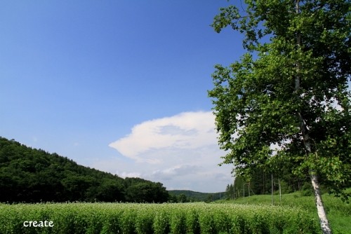 青空と満開の蕎麦の花