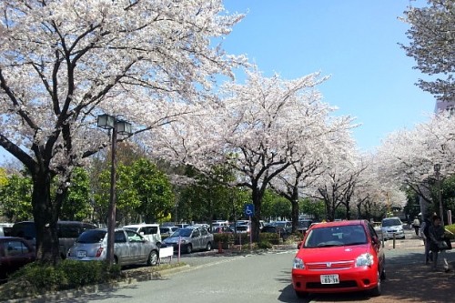 一足お先の桜の写真