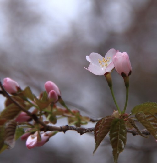 緑ヶ丘公園の桜