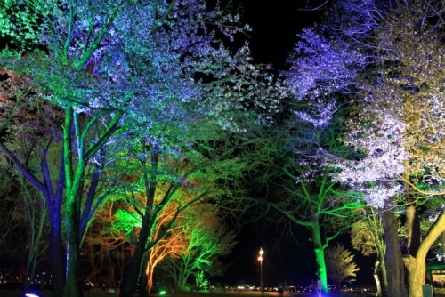 鈴蘭公園　桜祭りライトアップ