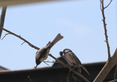 庭でシジュウカラ営巣　雛の鳴き声確認