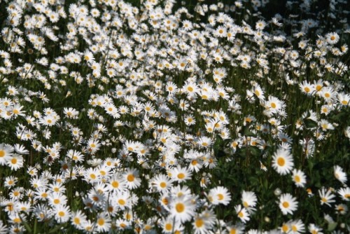 太陽がいっぱいの花とグアムデジブック