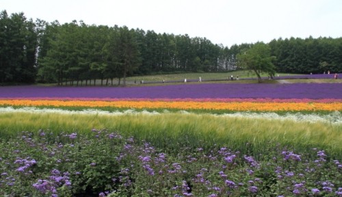 富良野　富田ファームにて