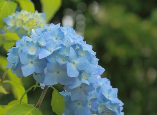 紫陽花の季節になりました