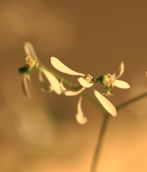 窓辺の花と「層雲峡の道すがら」デジブック