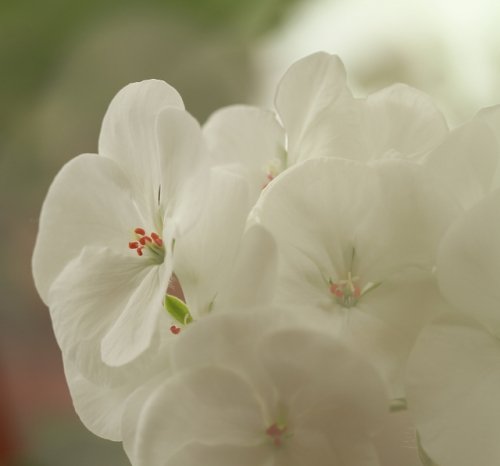 真冬に咲く花のいじらしさ