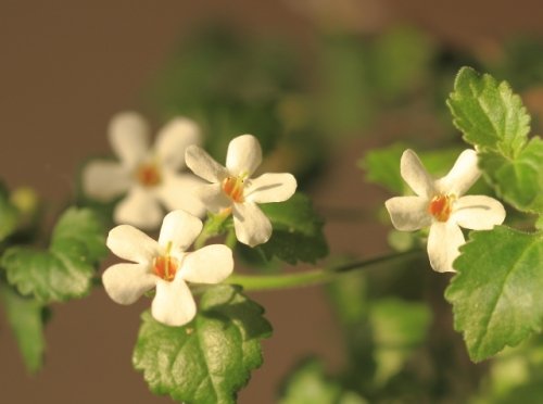 窓辺で咲いている花と花のデジブック