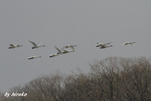 白鳥や名前の分からない野鳥など