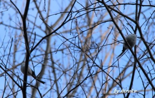 ウォーキングで見たいろいろの野鳥やエゾリス