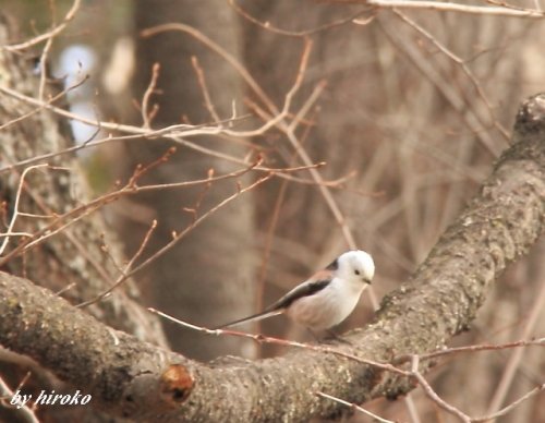 野鳥の種類は難しいです。