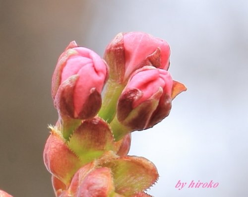 十勝にもようやく桜の便りが～