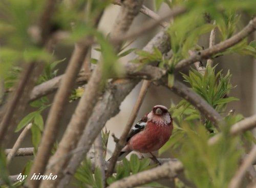 「ベニマシコ」などの野鳥