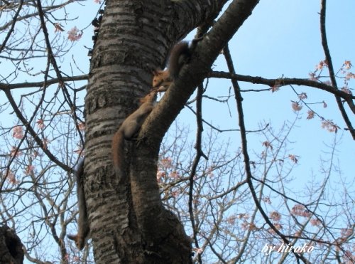 満開の桜の中のチビッこリスちゃんたち