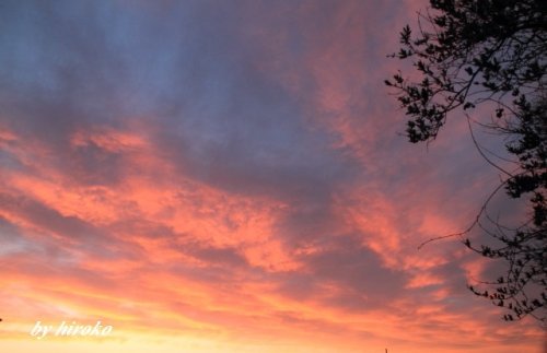 久しぶりの夕焼けと花撮り