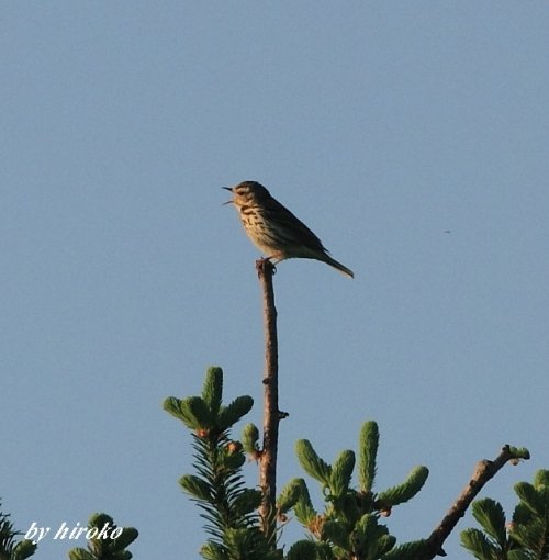 野鳥は難しいです。