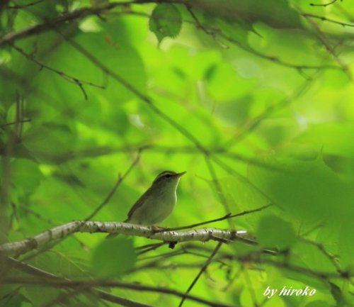 野鳥＆花