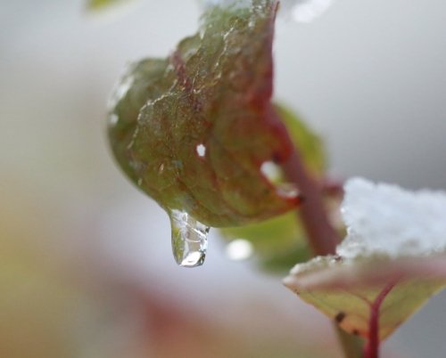 雪の日の植物と11月の「北の大地のサンピラー」のデジブック