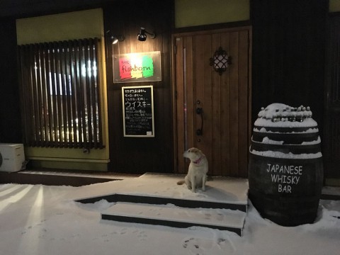 夕方から本格的に雪が降ってきました。