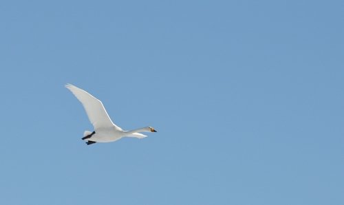 白鳥さん♪