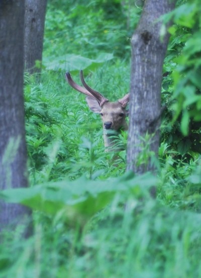 7月のトリミングの空き状況