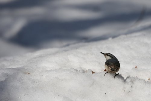 音更神社の野鳥たち