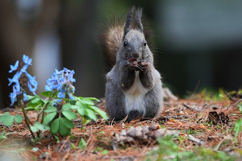 春の花とエゾリス君