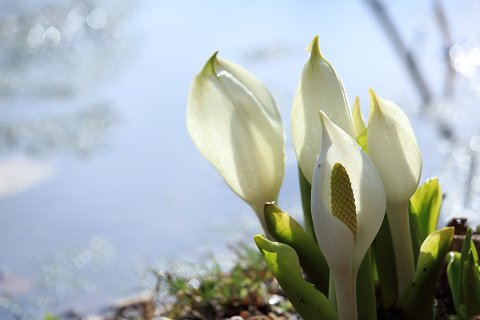 今年は水芭蕉が元気です