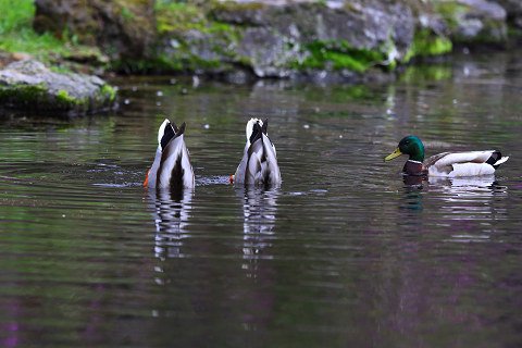 春の野鳥・・・シンクロナイズドスイミング