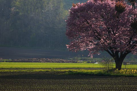 桜の存在感