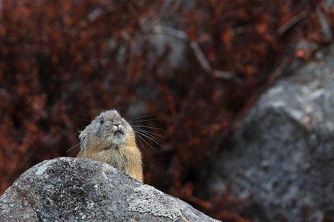 ナキウサギ君の腹ごしらえ