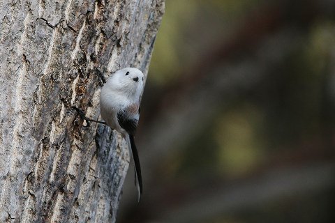 野鳥の名前