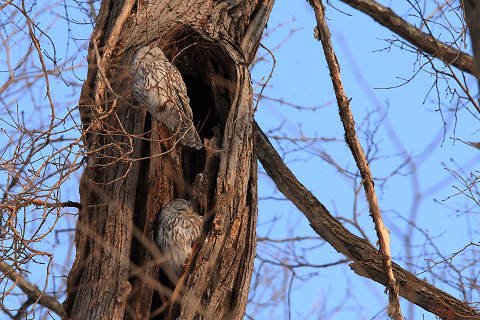 エゾフクロウの春