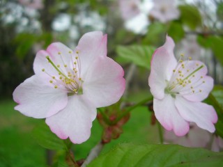 2008ＧＷの思い出（桜編）