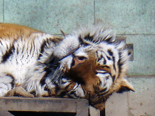 ふゆの動物園開催中２