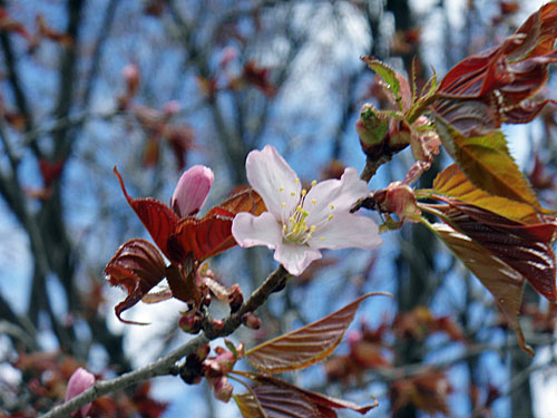 桜、開花宣言!!!