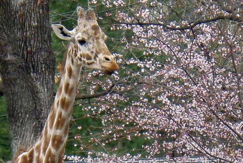 桜、満開近し