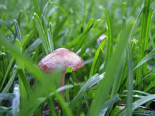 長雨、菌類繁殖中