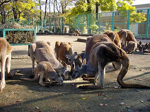 えっ！カンガルー