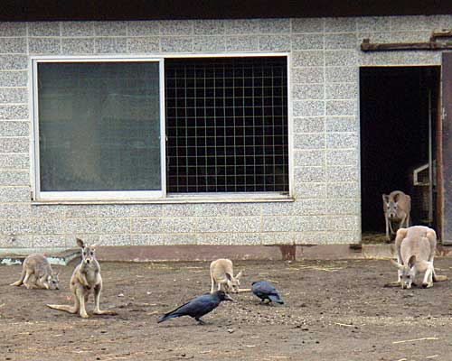 カラスとカンガルー