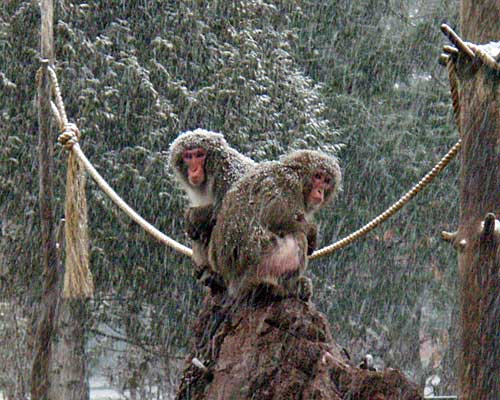 とうとう来ました、、、、、、、雪