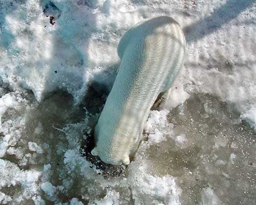 はしゃいでないけど、気になるものは気になるの