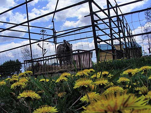 たんぽぽ動物園、満開