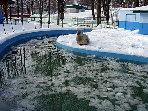 重い雪